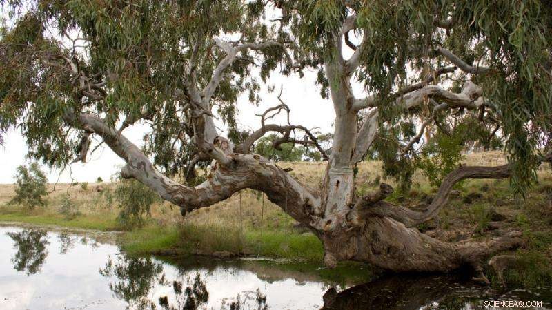 Rising CO₂ Levels Threaten Australia’s Iconic River Red Gums: Urgent Action Needed