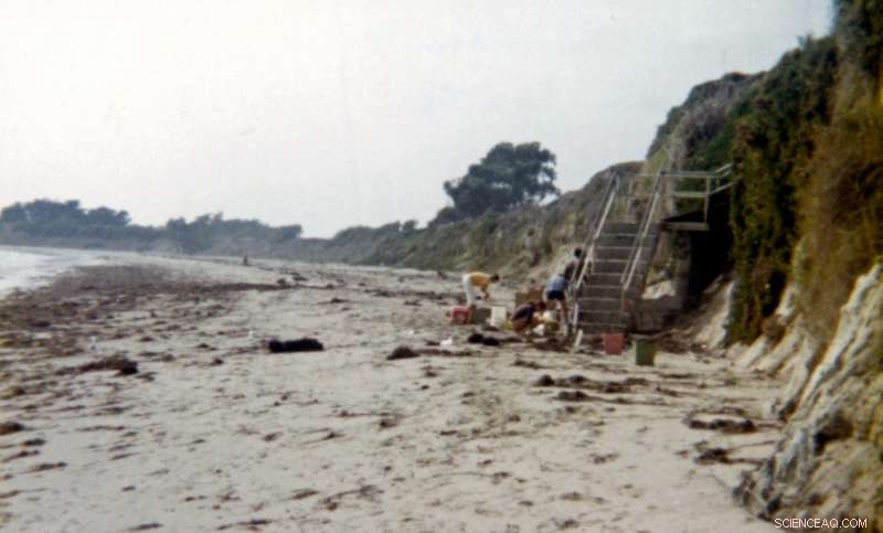 California’s Sandy Beaches: Scientists Uncover Biodiversity Shifts