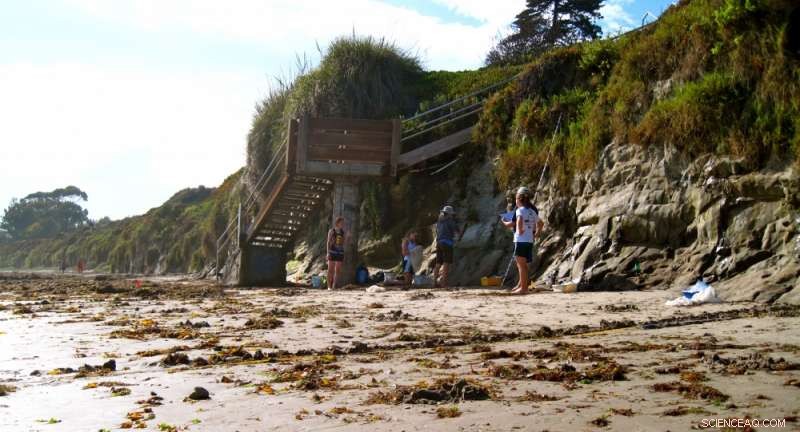 California’s Sandy Beaches: Scientists Uncover Biodiversity Shifts