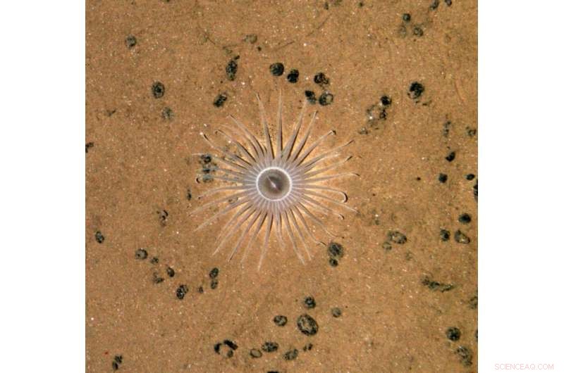 Deep-Sea Mining: Inevitable Biodiversity Loss and Its Global Impact