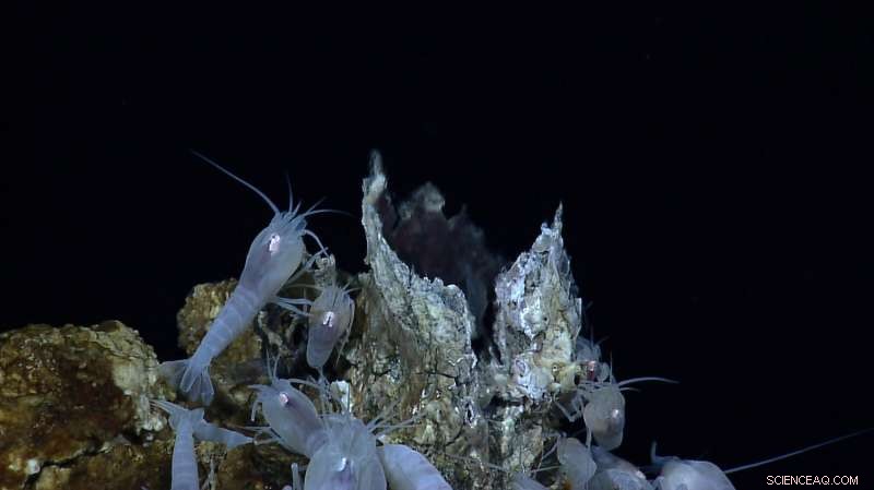 Deep-Sea Mining: Inevitable Biodiversity Loss and Its Global Impact