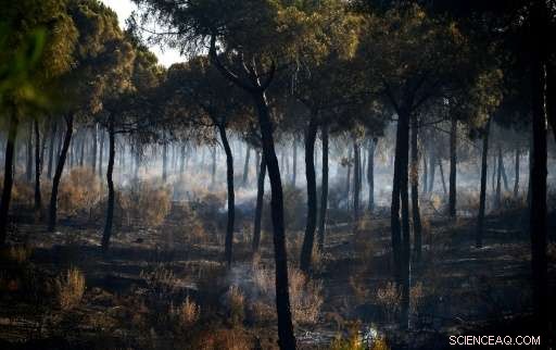 Wildfire Near Spanish World Heritage Site Caught in Check, Threat to Nature Reserve Neutralized