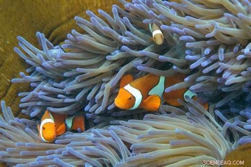 Great Barrier Reef: $42B Asset Too Big to Fail – Study Reveals Economic Impact