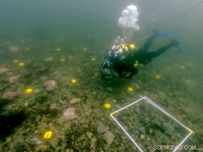 How Much Carbon Do Polar Seafloor Ecosystems Store? Key Findings