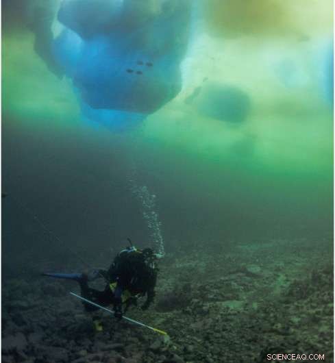 How Much Carbon Do Polar Seafloor Ecosystems Store? Key Findings