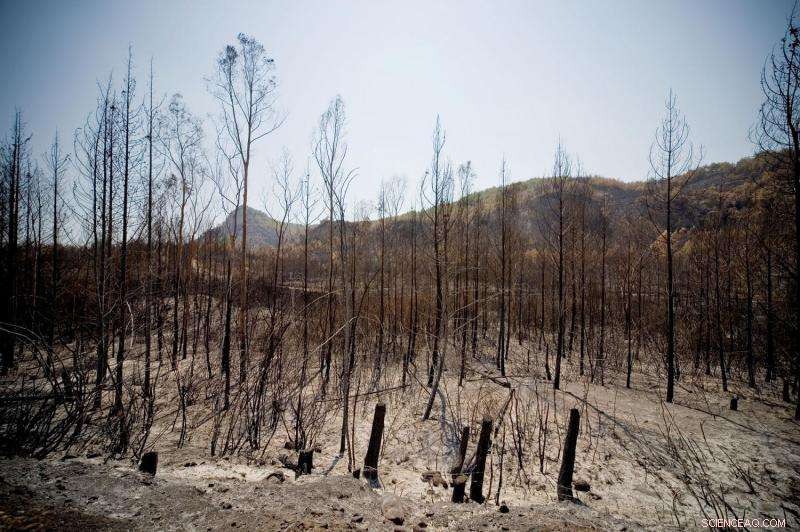 NASA‑Supported Tool Accelerates Wildfire Recovery, Boosting Response Times