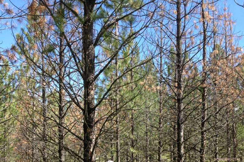 Resilient Ponderosa Pines Thrive Amid Mountain Pine Beetle Outbreaks