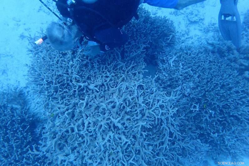 Corals Recolonize Bikini Atoll: How They Adapted to Decades of Radiation