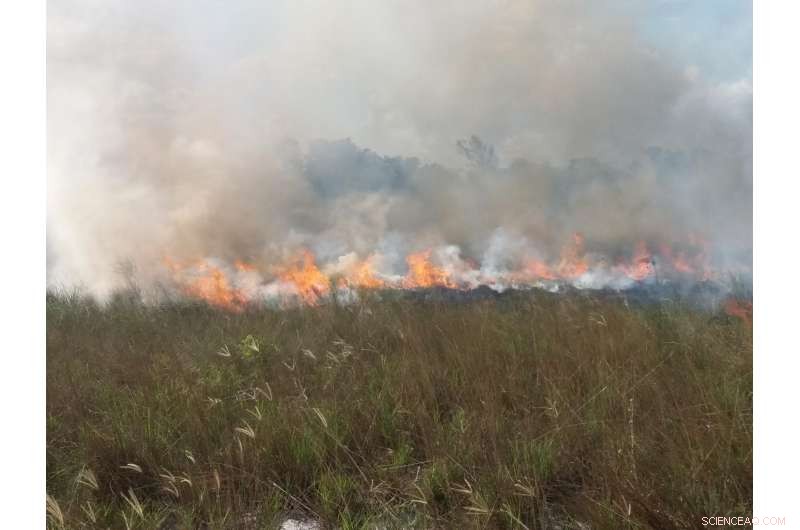 Industrial Expansion Cuts Wildfires, Threatening Global Ecosystems