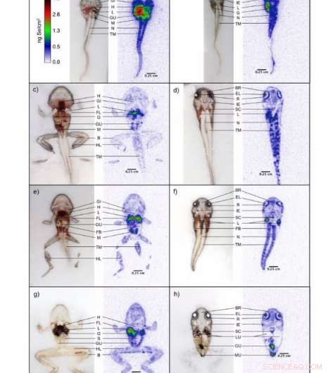 Selenium Biodistribution Uncovers Critical Developmental Exposure Risks