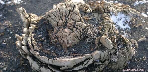 Tree Rings Reveal Icelandic Volcano s Eruption Occurred 50 Years Before Human Settlement