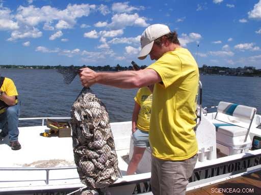 Oyster Wranglers Monitor Rivers to Find Healthy Shellfish Populations
