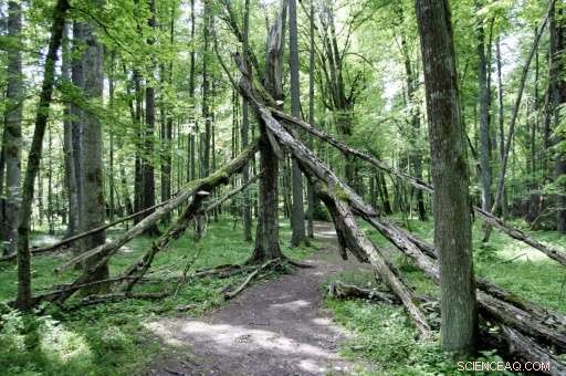 UNESCO Calls on Poland to Halt Logging in the Ancient Białowieża Forest