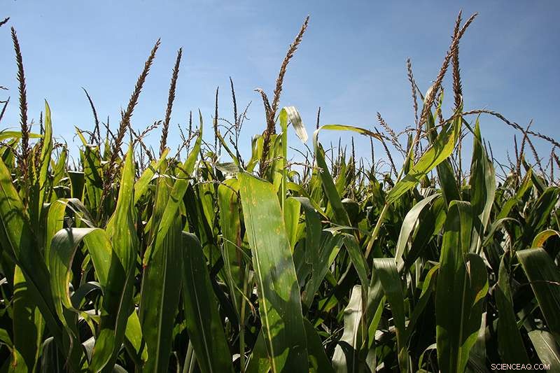 Scientists Find Plant Nitrogen Uptake Linked to Lower Greenhouse Gas Emissions