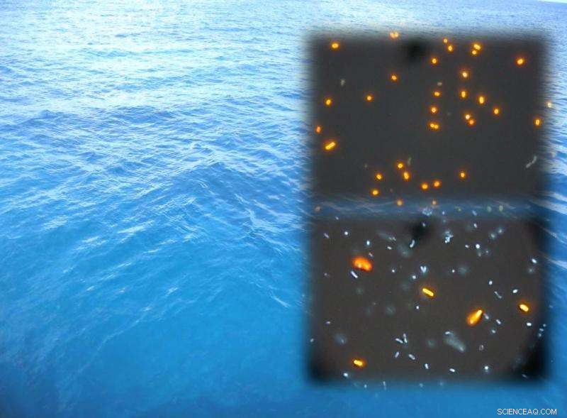 How Bacteria Cooperate to Power the Ocean Engine