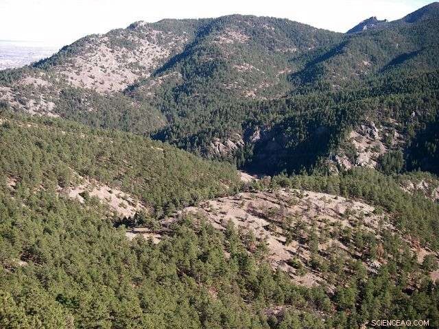 Mountains as Carbon Sinks: How Elevation Shapes Forest Storage