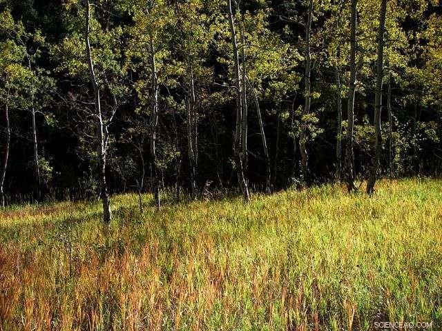 Mountains as Carbon Sinks: How Elevation Shapes Forest Storage