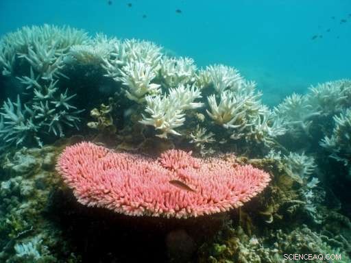 UNESCO Reaffirms Great Barrier Reef s Safe Status: Not Added to Danger List