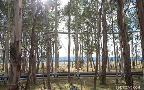 Rising CO₂ Benefits: How Water Dynamics Shape Plant Response