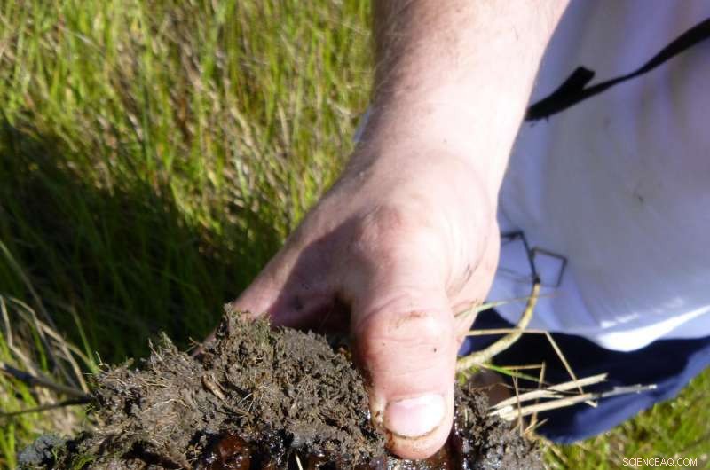 Long‑Term Impact of the BP Oil Spill on Coastal Wetlands