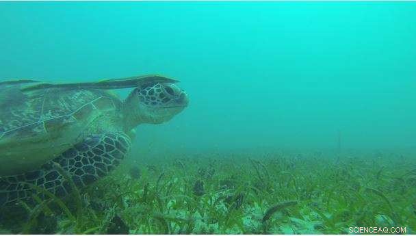 Seagrass Meadows: Vital Habitats for Juvenile Fish and Dugongs on Johor Islands