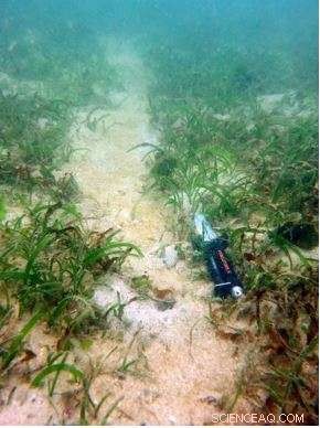 Seagrass Meadows: Vital Habitats for Juvenile Fish and Dugongs on Johor Islands