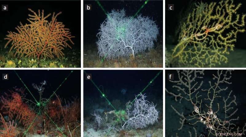 Deepwater Corals: Unlocking the Gulf of Mexico’s Restoration