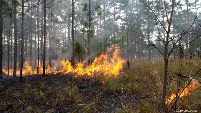 Graduate Research Fellow Uncovers How Fungi and Fire Sustain Pine Savanna Ecosystems