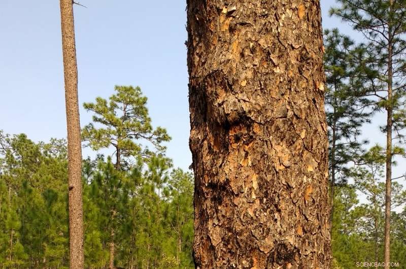 Graduate Research Fellow Uncovers How Fungi and Fire Sustain Pine Savanna Ecosystems