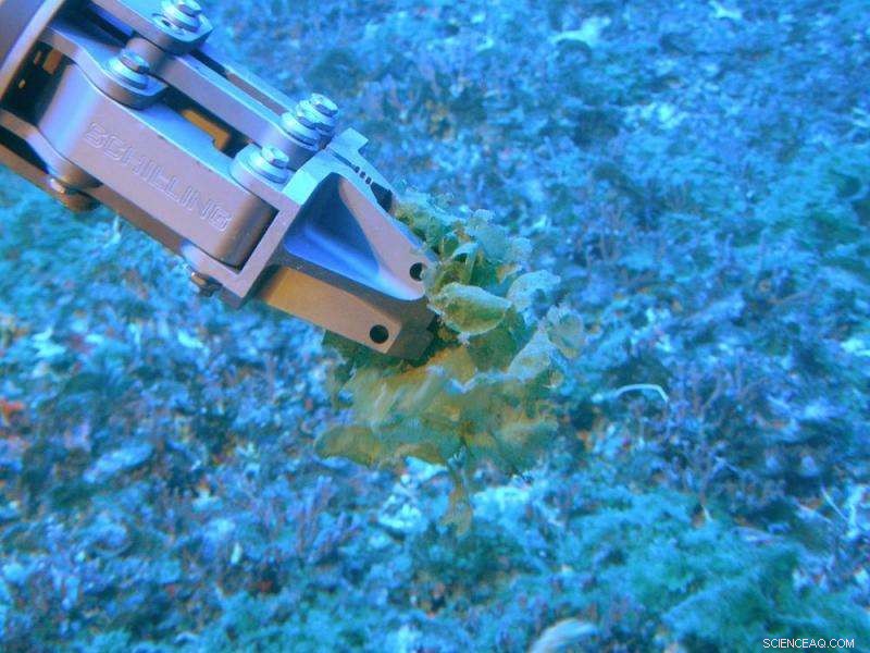 Botanists Uncover Hundreds of New Fungi Species in Deep Coral Ecosystems