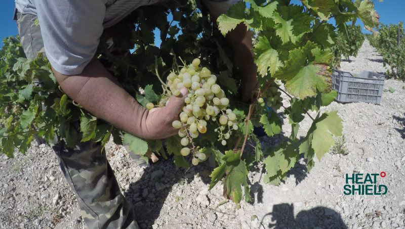 Climate Change Threatens the European Wine Industry: Projected Economic Losses