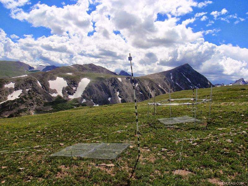 Tree Seedlings Struggle to Adapt Amid Rising Global Temperatures