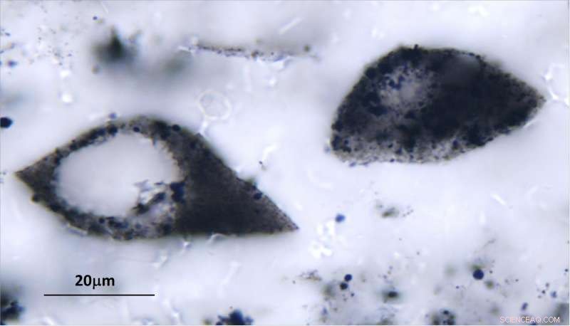 Ancient Plankton‑Like Microfossils Discovered Across Two Continents