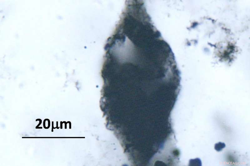 Ancient Plankton‑Like Microfossils Discovered Across Two Continents