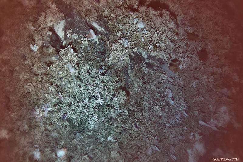 New Deep-Sea Coral Reef Discovery Revealed in North Pacific