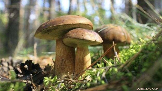 Using Fungi as Reliable Bioindicators for Environmental Radioactivity Assessment