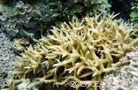 New Algae Species Enhances Coral Resilience to Rising Ocean Temperatures