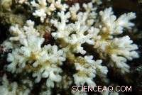 New Algae Species Enhances Coral Resilience to Rising Ocean Temperatures