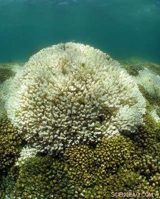 New Algae Species Enhances Coral Resilience to Rising Ocean Temperatures