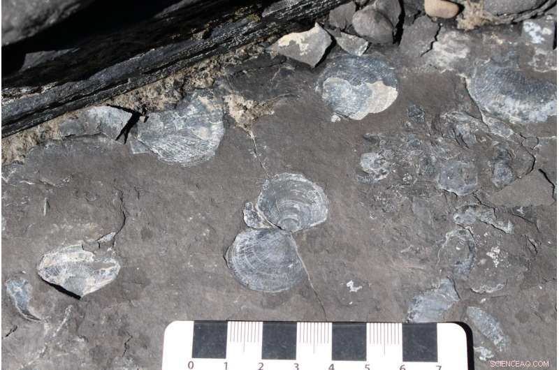 Fossil Evidence Uncovers Early Jurassic Low-Oxygen Ocean Impact