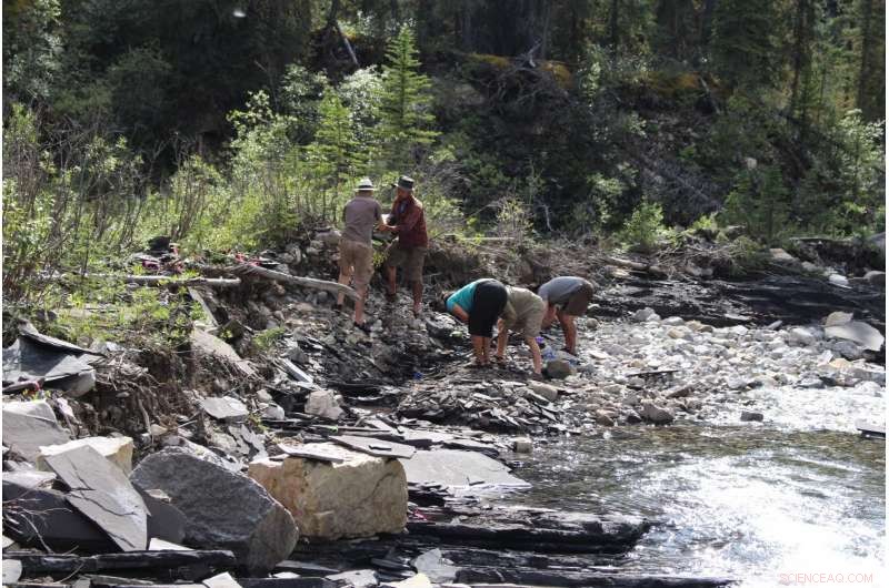 Fossil Evidence Uncovers Early Jurassic Low-Oxygen Ocean Impact