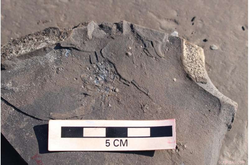 Fossil Evidence Uncovers Early Jurassic Low-Oxygen Ocean Impact