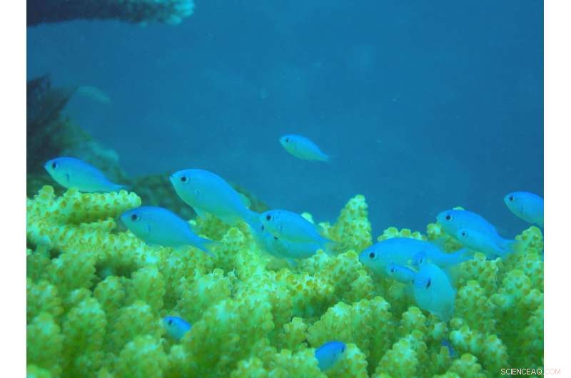 Oil Pollution Disrupts Coral Reef Fish Navigation and Predator Avoidance