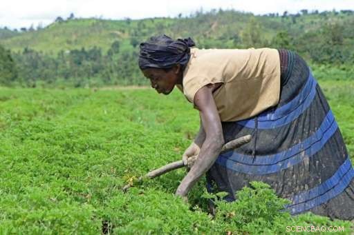 Rwanda s Essential Oils: High Profits from Small Acreage