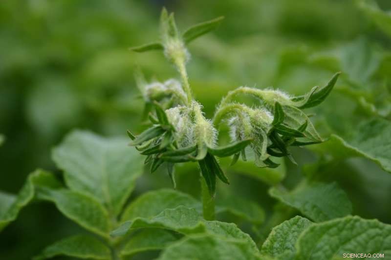 Precisely Meeting Crop Nutrient Needs for Optimal Yield