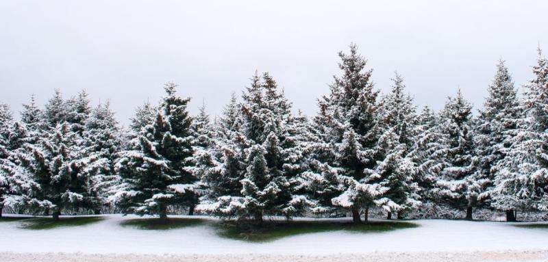 Accelerating Growth of High-Quality Sitka Spruce Trees