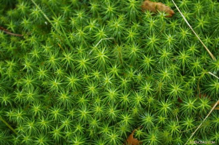 Global Moss Migration Unveiled: New Study Maps Polar Species Dispersal