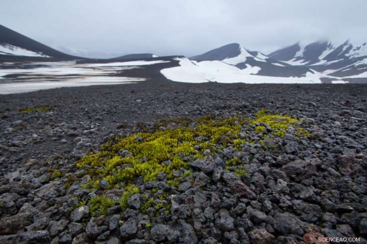 Global Moss Migration Unveiled: New Study Maps Polar Species Dispersal