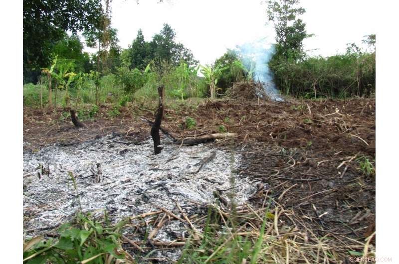 Paying People Not to Cut Down Their Trees Could Be a Cost-Effective Carbon Reduction Strategy