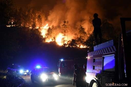 Portugal to Reduce Eucalyptus Plantations After Deadly Forest Fires